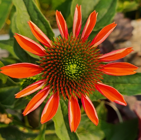 Away for family medical.. - Picture 8 of 15